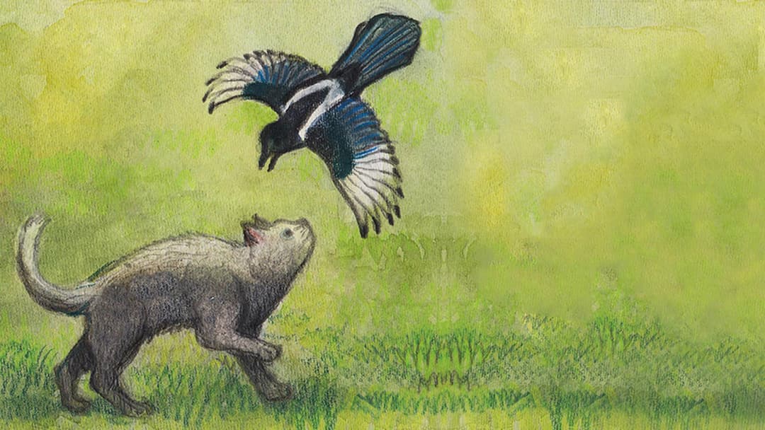 Milo and the Magpies