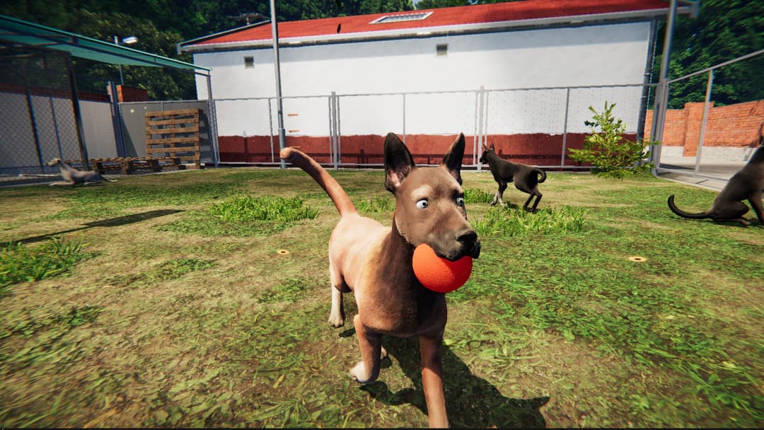 Animal Shelter: Prologue