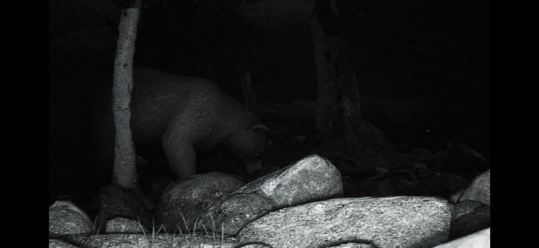 TRAILCAM